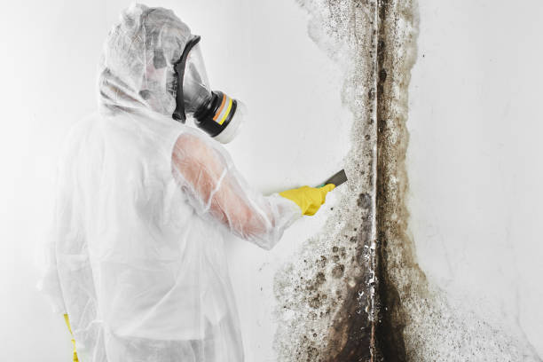 Crawl Space Mold Removal in Saunders Lake, OR
