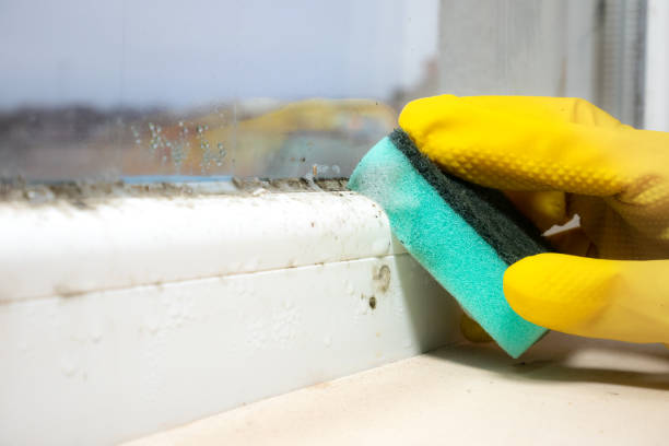 Best Toxic Mold Removal  in Saunders Lake, OR