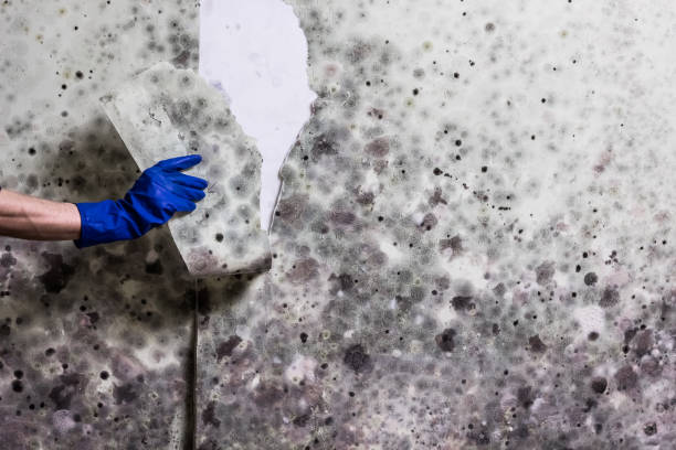 Best Professional Mold Removal  in Saunders Lake, OR